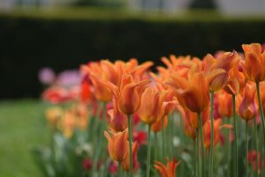 duże ilości świeżych kwiatów